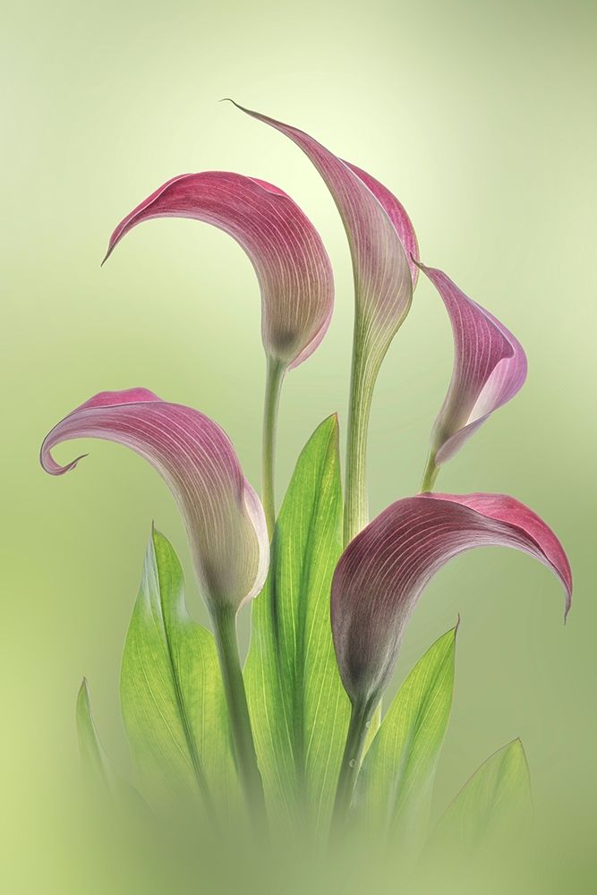Washington State-Seabeck Calla lily flowers close-up art print by Jaynes Gallery for $57.95 CAD